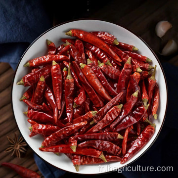 Chili séché pur meilleur piment rouge sec naturel